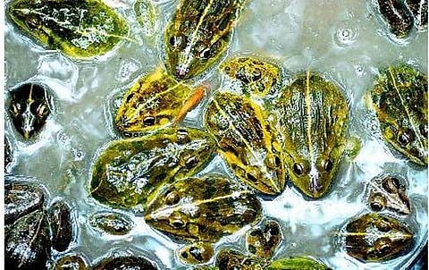 நீண்ட நாக்கு ஏன்?﻿