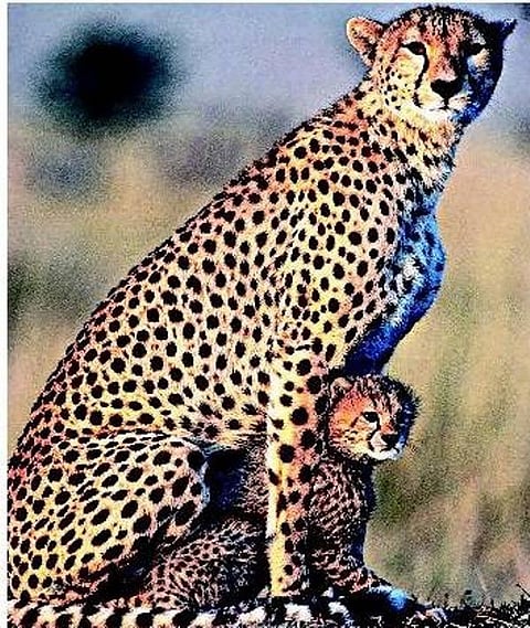 சிறுத்தையா?  சிவிங்கியா?﻿