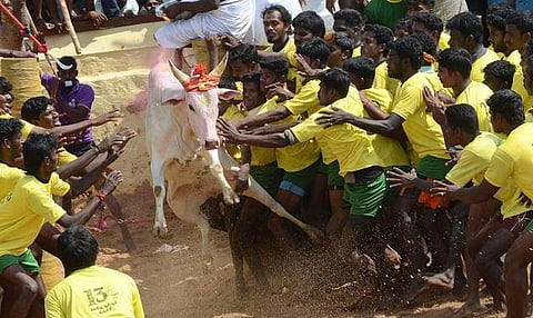 காளைகள் துன்புறுத்தப்படுகின்றனவா?﻿: ஜல்லிக்கட்டு வழக்கில் உச்ச நீதிமன்றம் கேள்வி﻿