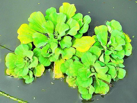 அழிவின் விளிம்பில் நன்னீர் தாவரங்கள்﻿