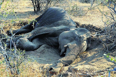 யானைகளைப் பலிவாங்கும் சீமை கருவேலம்?