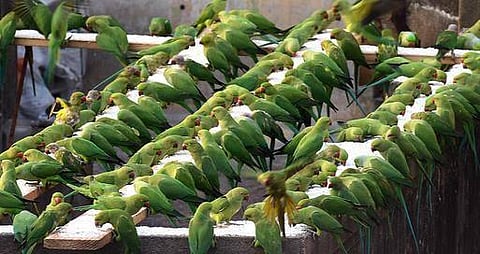 அலகே அழகு!﻿