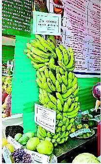 குன்னூர் பழக் கண்காட்சியில் பார்வையாளர்களை கவர்ந்த திசு வாழை﻿