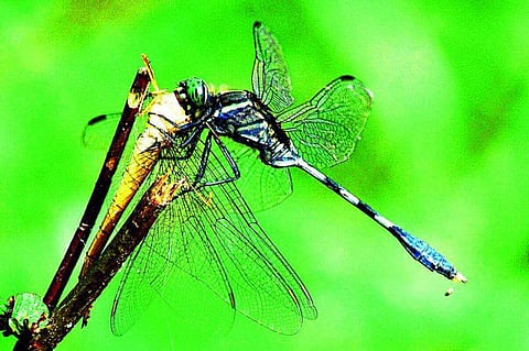 வேட்டை மன்னன்கள்﻿