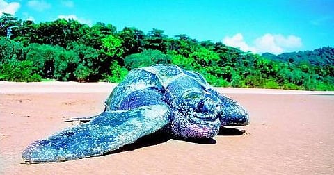 தோணி ஆமைக்கு மறுவாழ்வு﻿