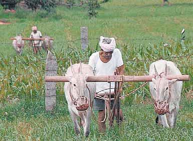 விளை நிலங்களுக்குப் பற்றாக்குறையா?