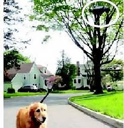 நாயை நடைபயிற்சிக்கு அழைத்து செல்லும் ஆளில்லா விமானம்