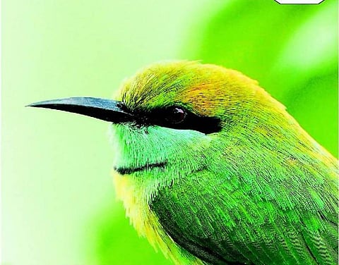 புள்ளினம் போற்றும் புகைப்படக்காரி!﻿