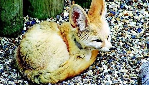 நரியின் வளையும் வழியும்﻿