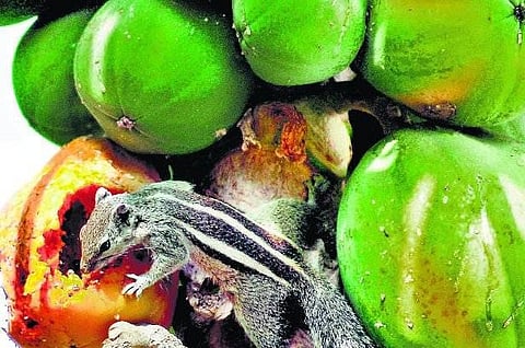 உச்சிக்கிளைகளின் உலகம்