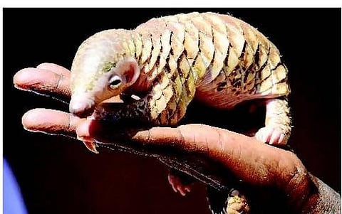 கால்பந்து விளையாடும் விலங்கு!