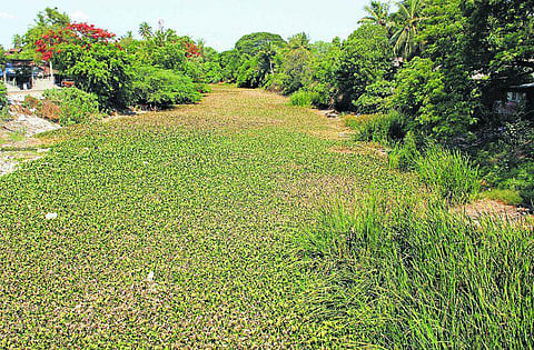 காவிரி டெல்டாவில் தூர்வாரப்படாத ஆறுகள்- தண்ணீர் வந்தாலும் வயல்களை சென்று சேருமா?