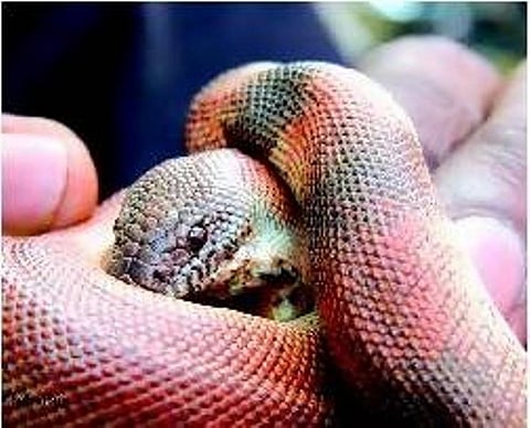 மனித வாசத்துக்கு அஞ்சும் பாம்புகள்!: ஆராய்ச்சியாளர் சொல்லும் ஆச்சரியத் தகவல்