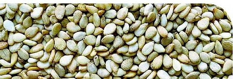 சத்தும் சுவையும் பொதிந்த சிறிய விதை﻿: நமது ஊட்ட உணவு