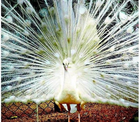 உயிரினம்: அழகிய இந்திய மயில்கள்﻿