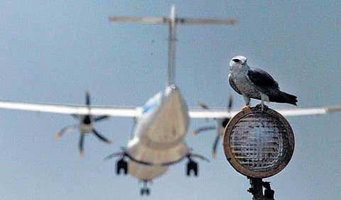 அலுமினியப் பறவைகளுடன் மோதும் நிஜப் பறவைகள்﻿