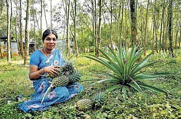 கன்னியாகுமரி பெண் விவசாயியின் அசத்தும் இயற்கை அன்னாசி﻿