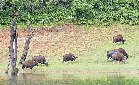 காட்டுக்கு ஆயிரம் கண்கள்!﻿