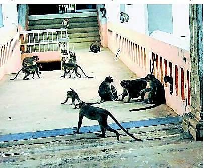 தமிழகத்தில் முதல்முறையாக குரங்குகளுக்கு மறுவாழ்வு மையம்﻿