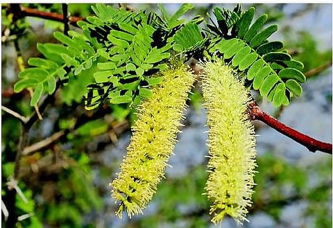 சீமை கருவேலத்தை ஒழிக்கத்தான் வேண்டுமா?- தாவரவியல் பேராசிரியர் நரசிம்மன்