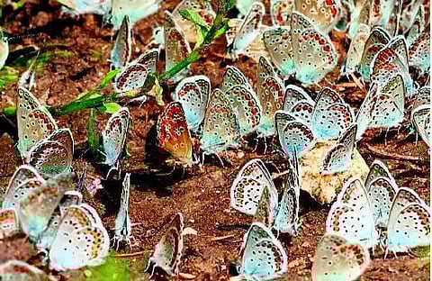 வண்ணத்துப்பூச்சிகளைத் துரத்திய எழுத்தாளர்