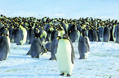 வேகமாக அழிந்து வரும் சக்கரவர்த்தி பெங்குயின்கள்﻿: நூற்றாண்டு இறுதிக்குள் பெருமளவு அழியும் அபாயம்﻿