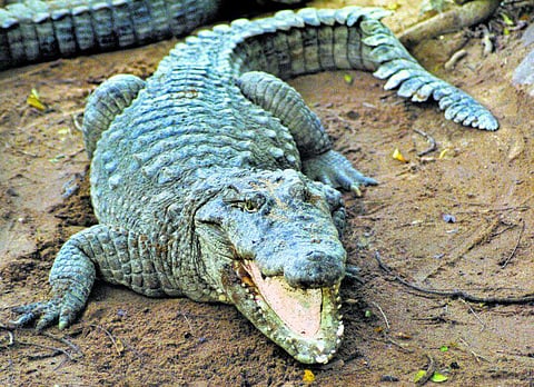 கற்களை உண்ணும் முதலைகள்