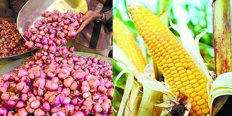 மக்காச்சோளம், சின்ன வெங்காயத்தின் விலை﻿: வேளாண் விற்பனை மையம் புது தகவல்﻿