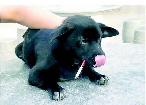 சீனாவில் சிகரெட்டுக்கு அடிமையான நாய்க்குட்டி