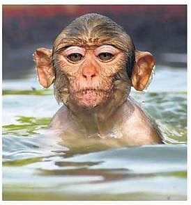 குரங்கும் பூனையும்- ராமகிருஷ்ண பரமஹம்சர் கதை