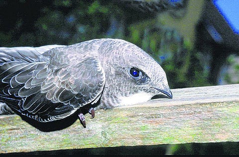 வானில் 200 நாட்கள் பறந்த அம்புகள்!