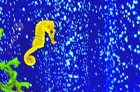 ஐம்பது வேளை சாப்பாடு﻿