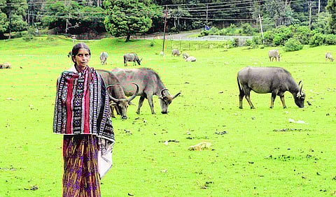 எருமைகளைக் காக்க 8 ஆண்டு போராட்டம்- தோடர்களுக்கு வழிகாட்டிய வாசமல்லி﻿
