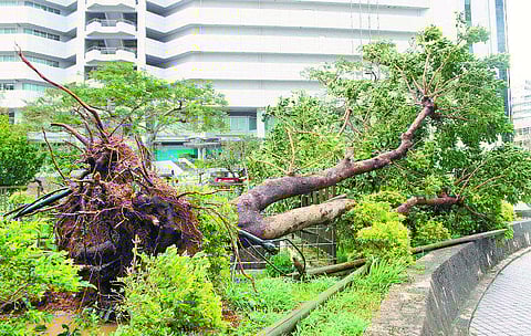 ஜப்பானின் ஒகினாவா தீவை தாக்கியது ‘நியோகுரி’ சூறாவளி: க்யுஷூ தீவை இன்று தாக்கும்