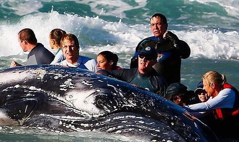 கரை ஒதுங்கிய திமிங்கலத்தை கடலுக்குள் தள்ள  முயற்சி