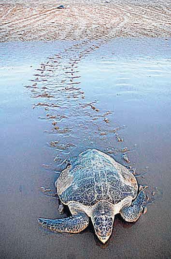 இந்தியக் கடல் ஆமைகள்﻿