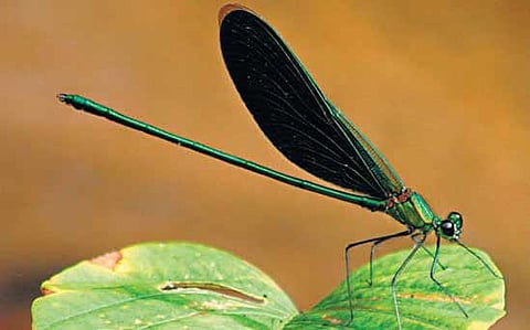 பச்சை நிறமே, மரகதப் பச்சை நிறமே!﻿