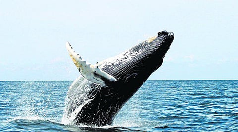 கடல் ராசா திமிங்கிலம்!