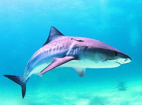 வேட்டையன் வரிப்புலியன்