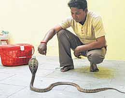 ‘பாம்பு வந்துட்டா பயப்படாதீங்க.. என்னைக் கூப்பிடுங்க’﻿- ஸ்நேக் டிரஸ்டின் மணிமேகலை﻿