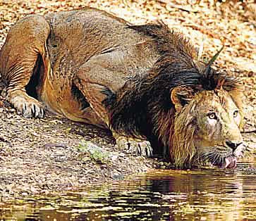 மறக்க முடியாத ஜூலை 20 -அமித் ஜெத்வா என்றொரு சிங்கம்!﻿