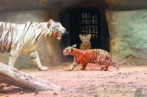 முதல்வரால் பெயர் சூட்டப்பட்ட புலிக்குட்டிகளை பார்வையிடலாம்: வண்டலூர் பூங்கா நிர்வாகம் அறிவிப்பு