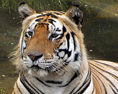 வரிப் புலிகள் - சில வரிகள்﻿...