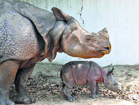 காண்டாமிருகத்துக்கு எத்தனை கொம்பு?﻿