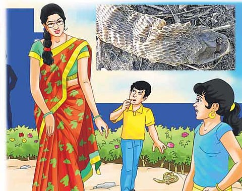 சட்டையைக் கழட்டும் பாம்பு﻿ - நிலா டீச்சர் வீட்டில்