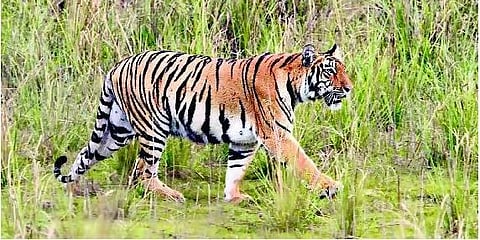 ஆசியாவில் வாரத்துக்கு 2 புலிகள் வேட்டை﻿: சர்வதேச கானுயிர் நிதியம் எச்சரிக்கை﻿