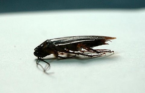 ரயிலில் தந்த உணவில் கரப்பான் பூச்சி:  ஐஆர்சிடிசி-க்கு ரூ.1 லட்சம் அபராதம்﻿