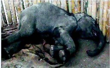 குட்டி யானை ‘காவிரி’ இறந்தது﻿