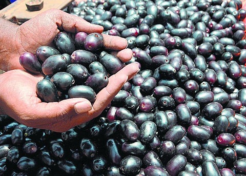 நாக்கின் நிறம் மாற்றும் பழம்