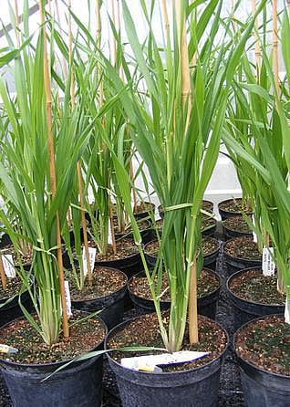 எய்ட்ஸ் நோயாளிக்கு இரும்புச்சத்து செடி﻿